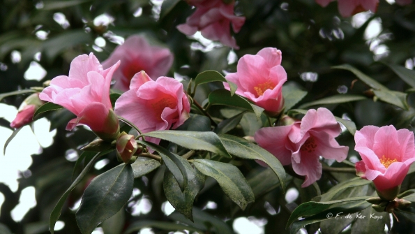 Camelias